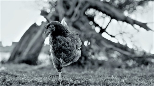 f:id:lynyrdburitto:20220211091826p:plain