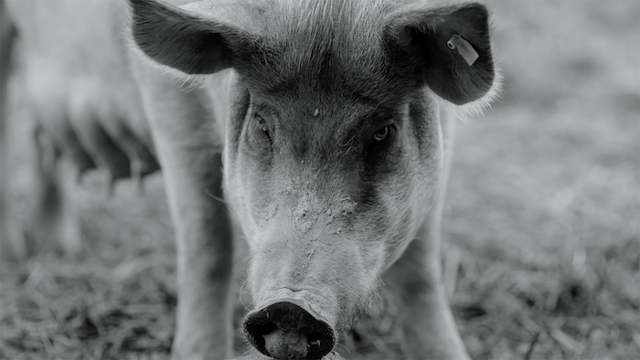 f:id:lynyrdburitto:20220214124654p:plain