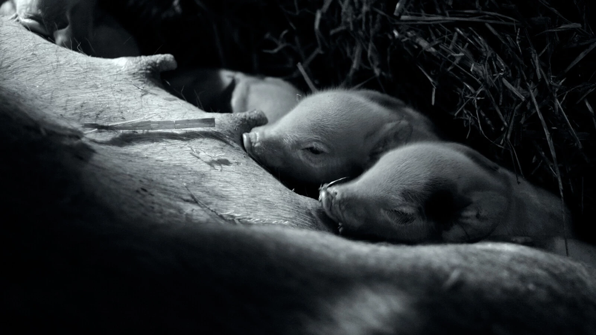 f:id:lynyrdburitto:20220214124747p:plain