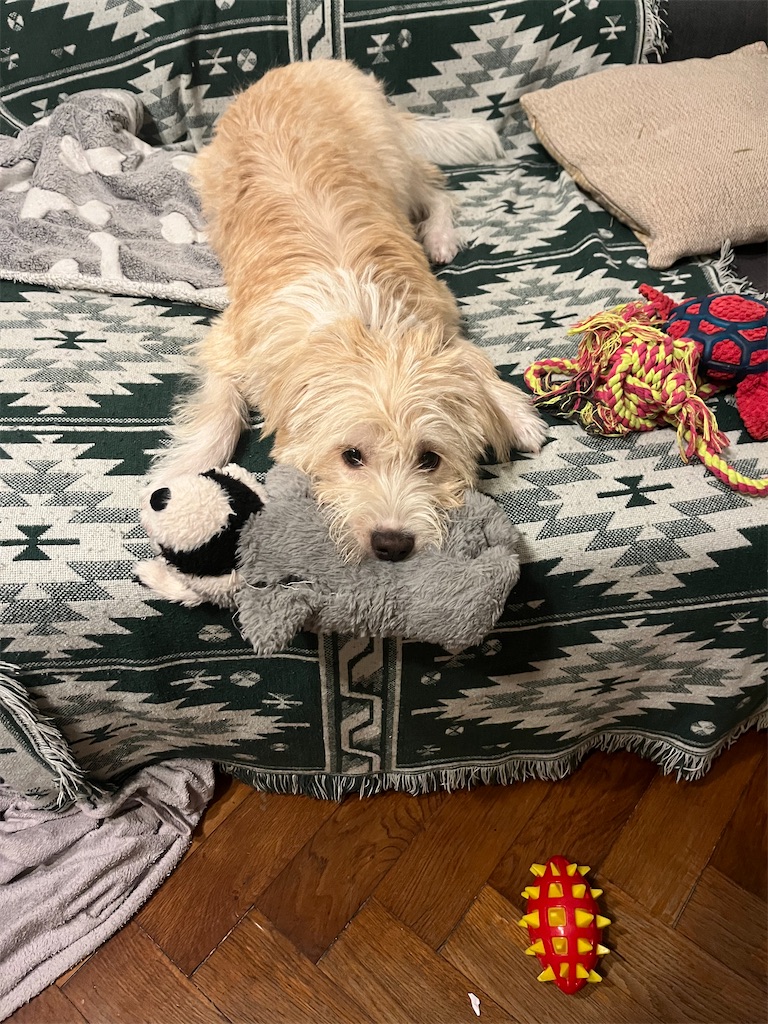 f:id:lyonblog:20251015005809j:image