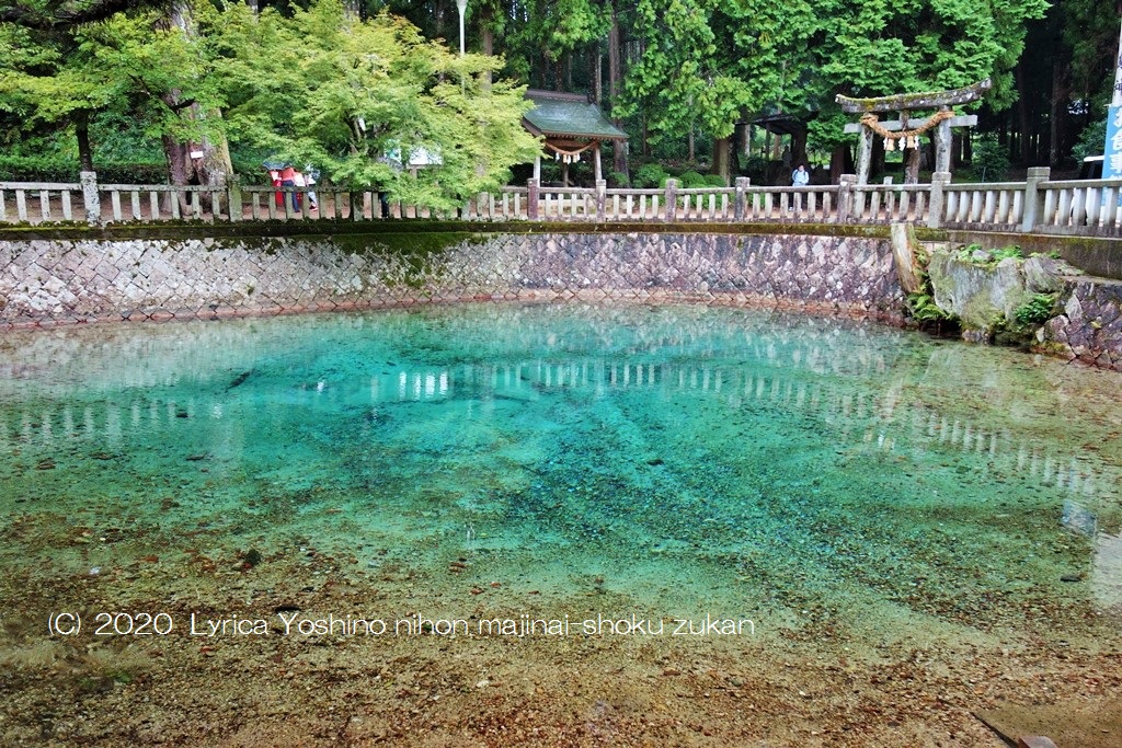 f:id:lyrica_yoshino:20200416150257j:plain f:id:lyrica_yoshino:20200416150257j:plain