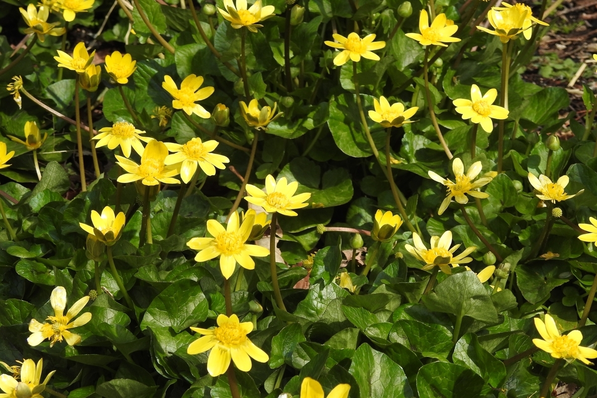 f:id:m-923atto:20200301100317j:plain