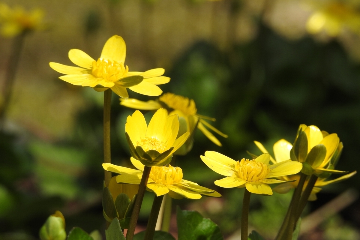 f:id:m-923atto:20200301100329j:plain