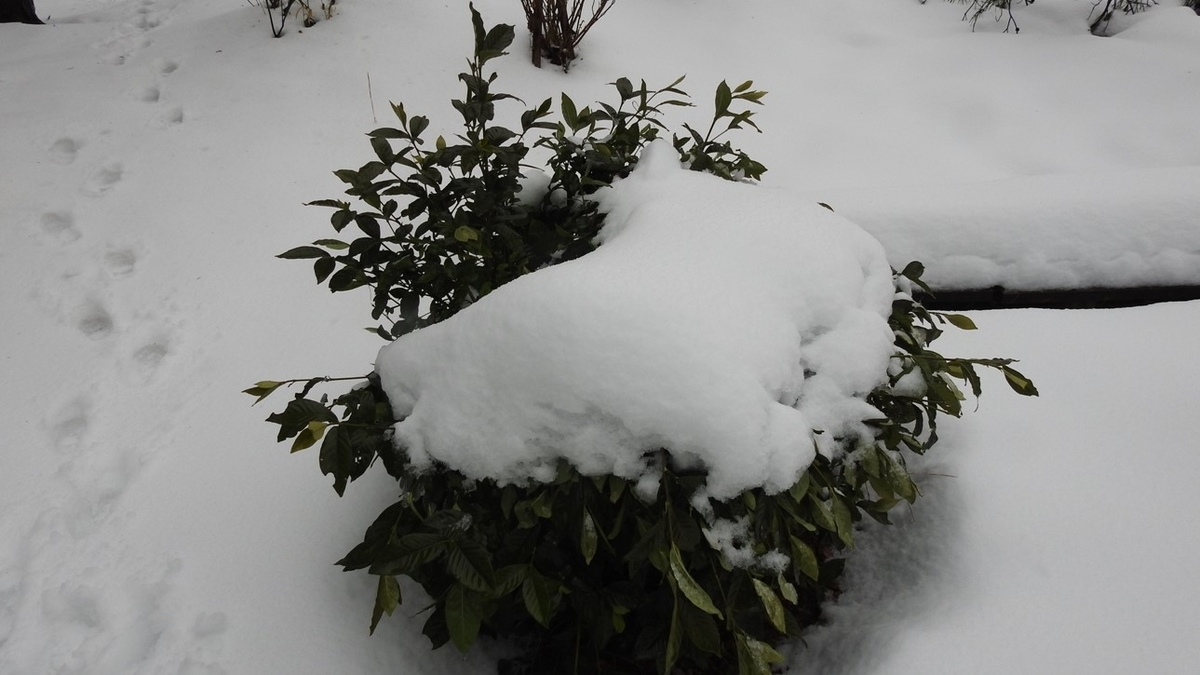 f:id:m-923atto:20210105102433j:plain