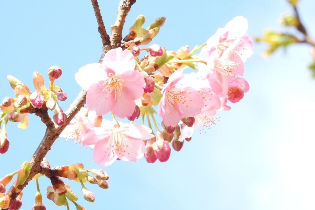 f:id:m-923atto:20210311082437j:plain