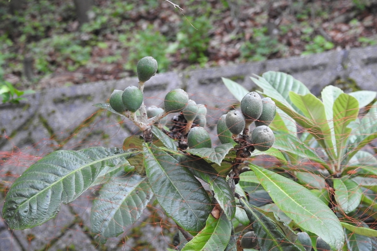 f:id:m-923atto:20210526082424j:plain