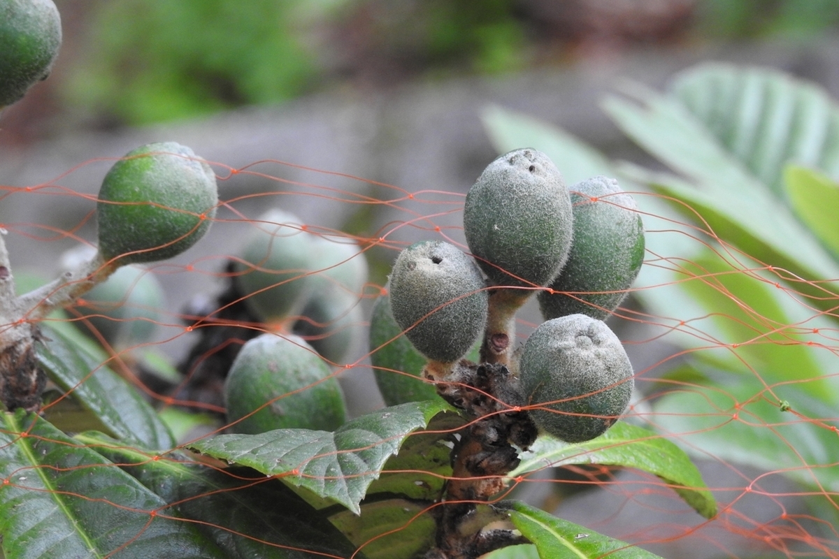 f:id:m-923atto:20210526082431j:plain