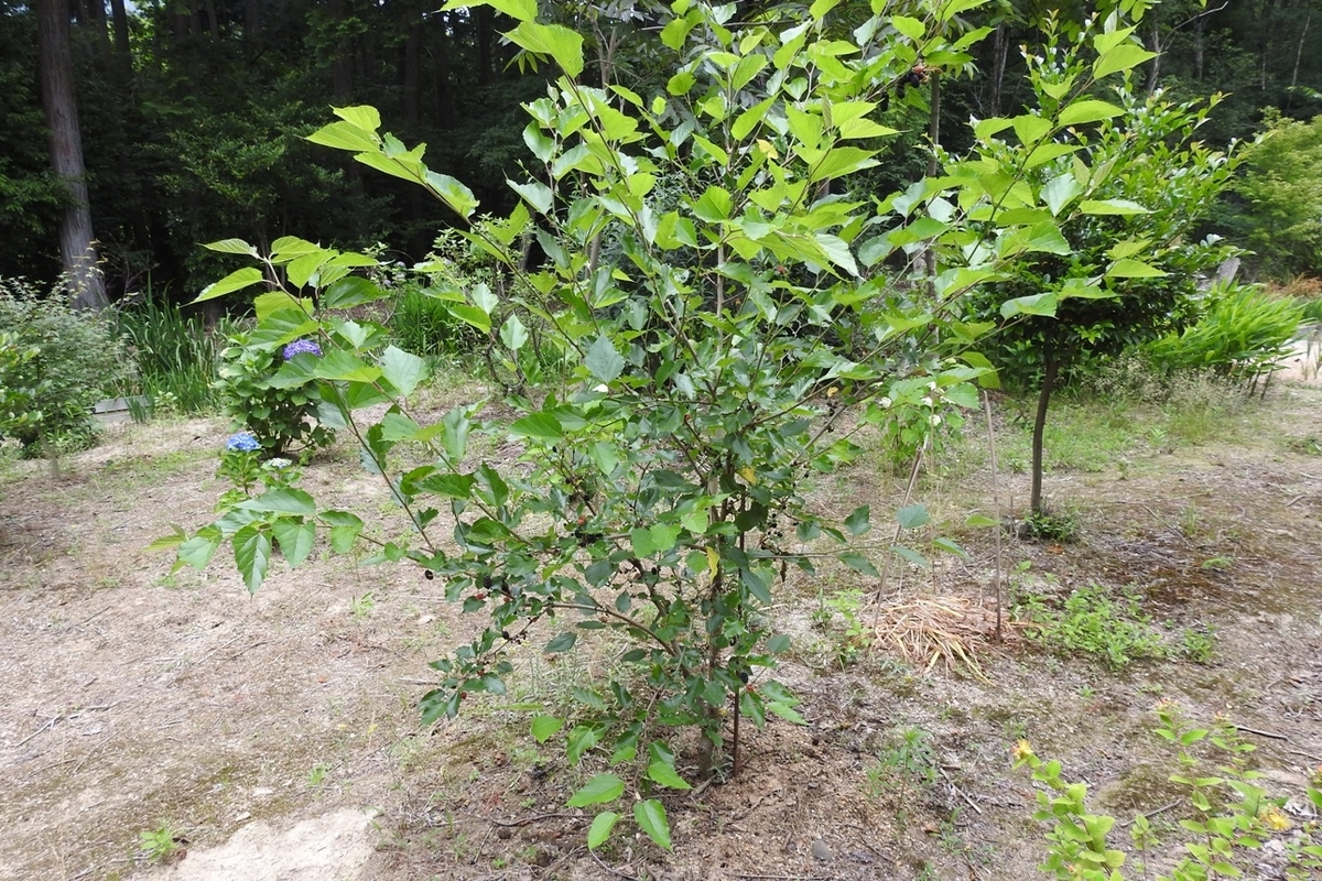 桑の実 里山 森のガ デン