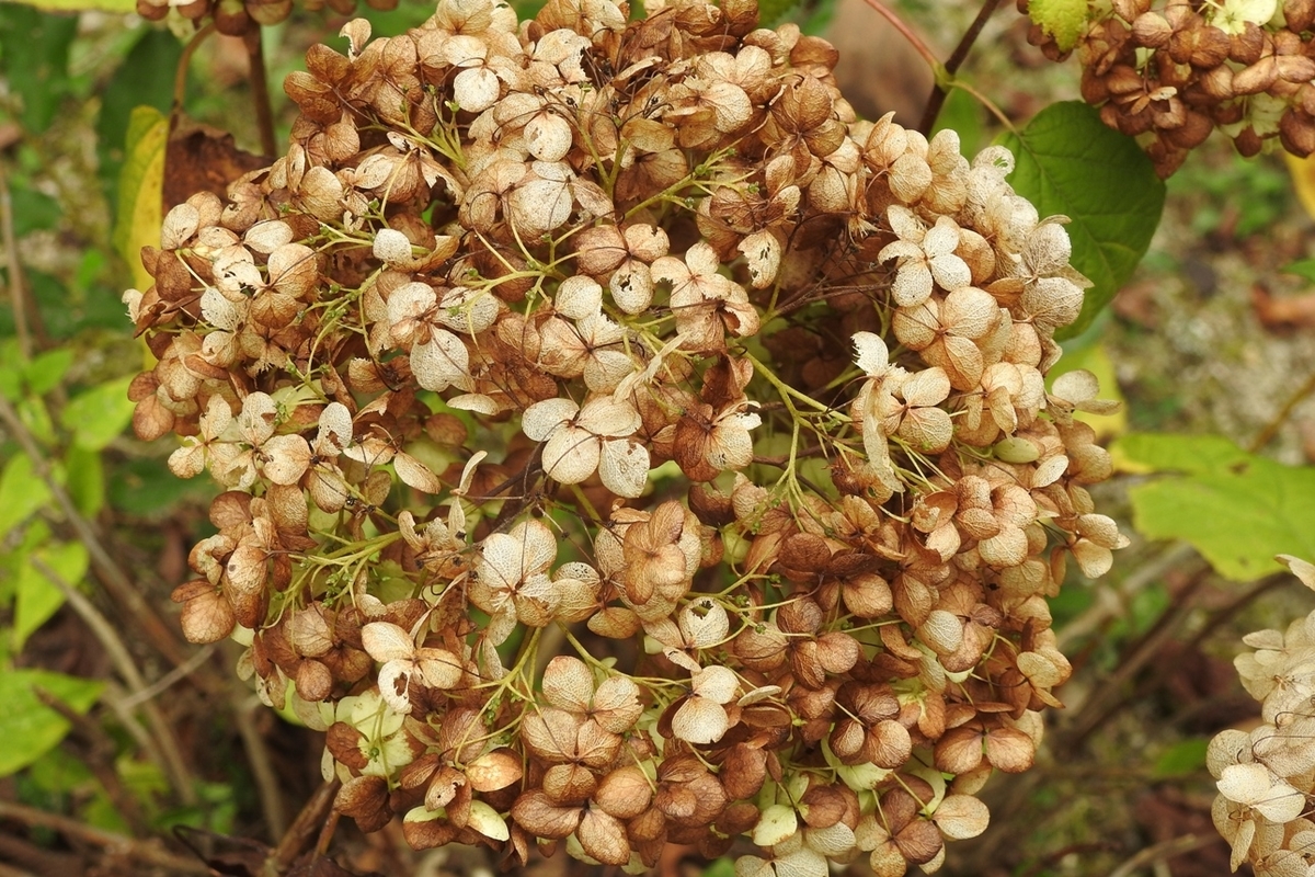 f:id:m-923atto:20211016081230j:plain