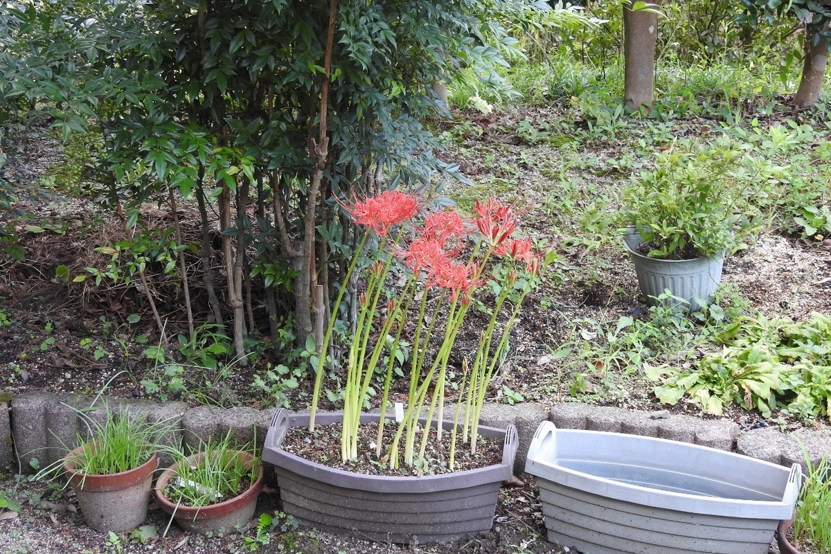 ヒガンバナ（彼岸花・曼珠沙華） - 里山 森のガ－デン