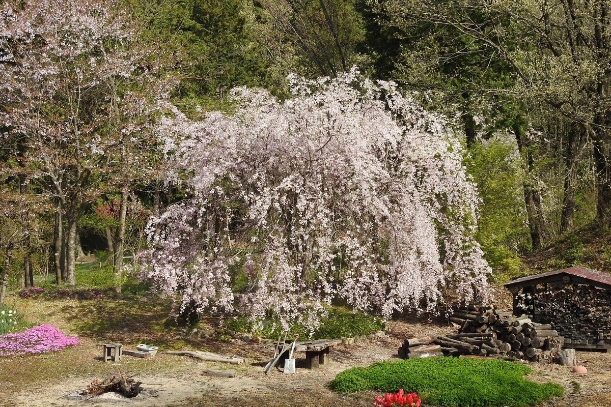 枝垂れ桜(しだれざくら) - 里山 森のガ-デン