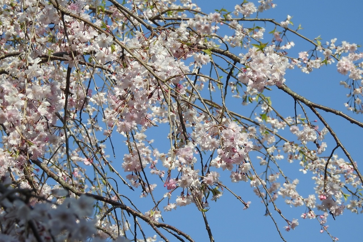 枝垂れ桜(しだれざくら) - 里山 森のガ-デン