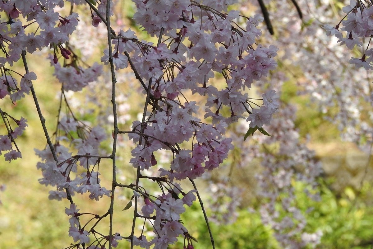 枝垂れ桜(しだれざくら) - 里山 森のガ-デン