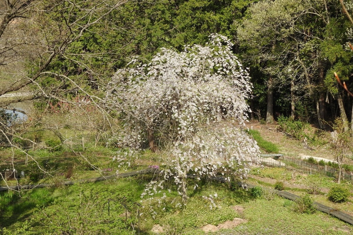 枝垂れ桜(しだれざくら) - 里山 森のガ-デン