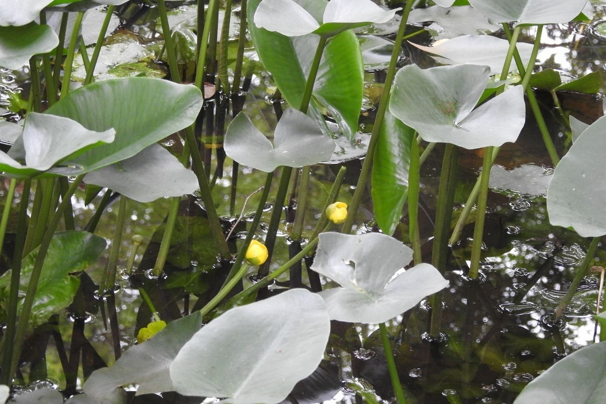 河骨（コウホネ） - 里山 森のガ－デン