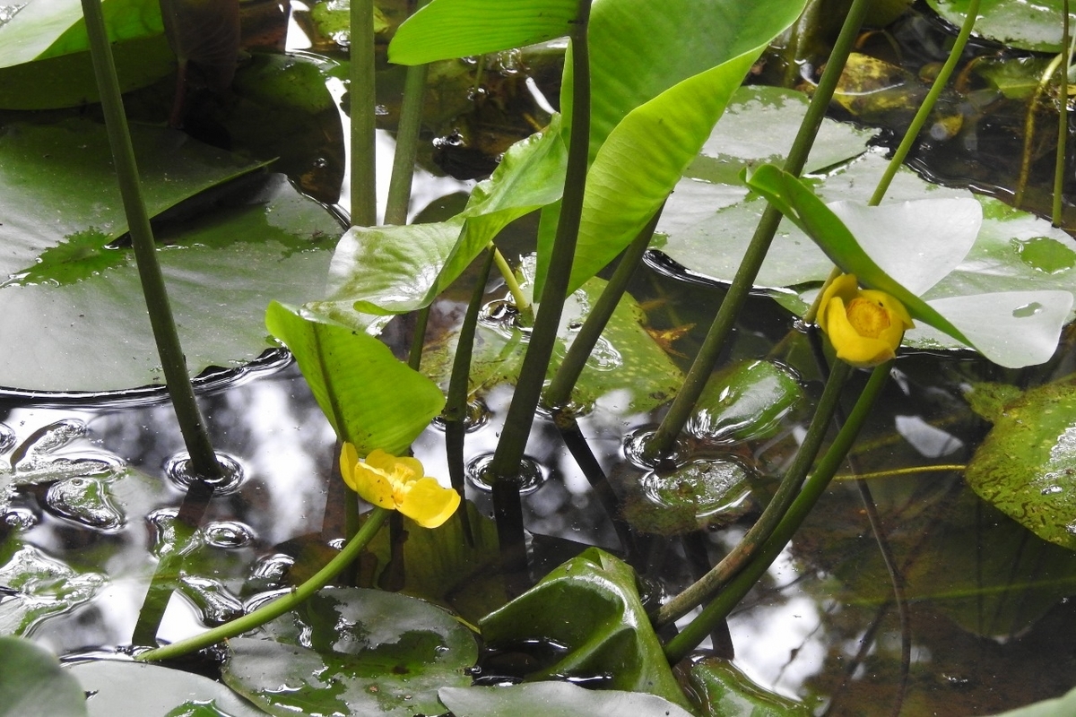 河骨（コウホネ） - 里山 森のガ－デン