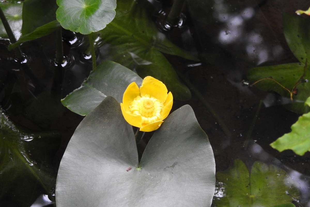コウホネ 河骨 茶花 (お得な お纏め 20株 ) 河骨(コウホネ)！！ - もりもりハウス通信
