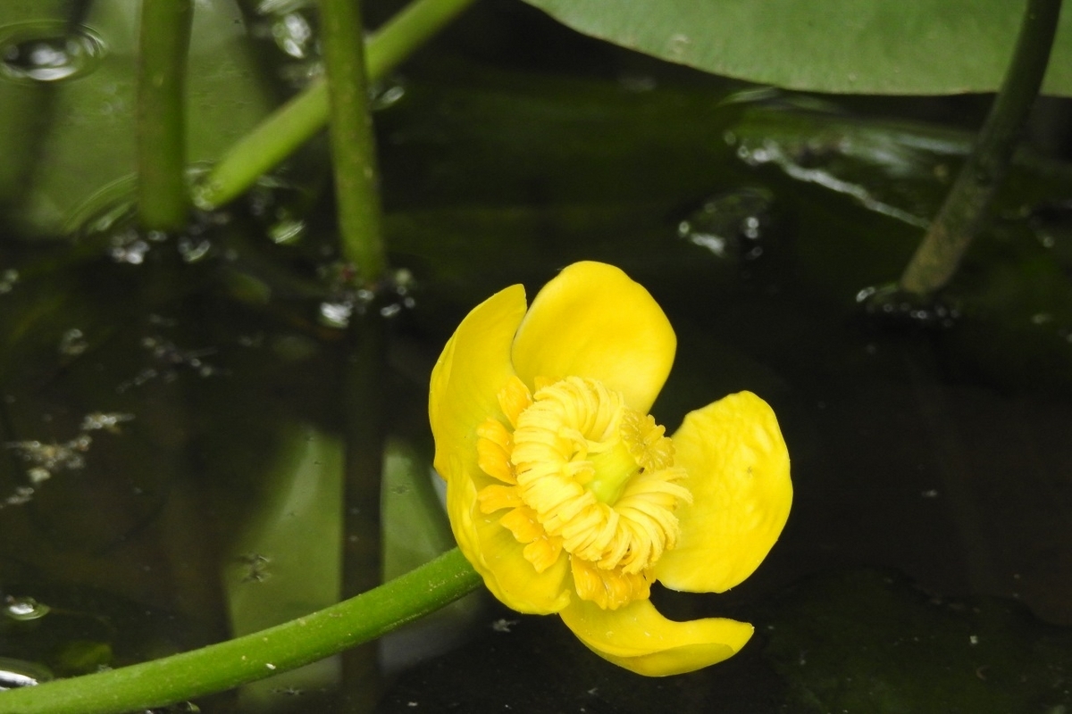 河骨（コウホネ） - 里山 森のガ－デン
