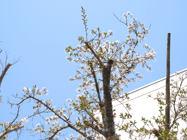 f:id:m-at:20140426123200j:plain f:id:m-at:20140426123200j:plain