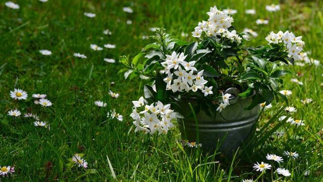 Image result for jasmin