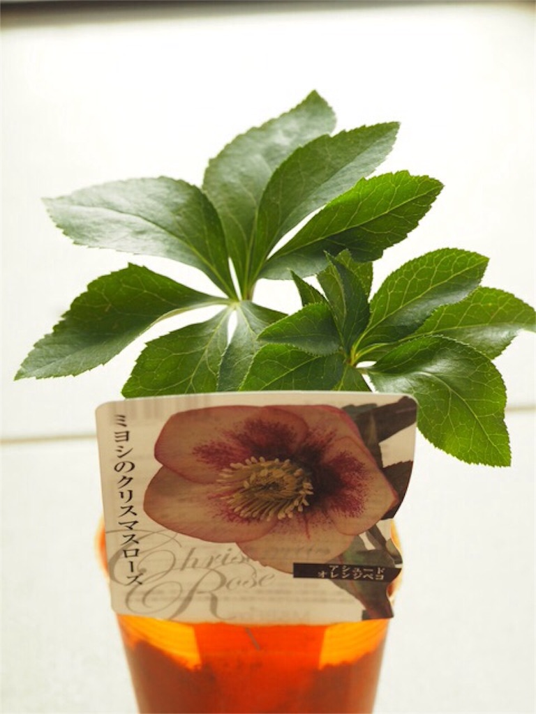 f:id:m-garden-life:20151122154237j:image f:id:m-garden-life:20151122154237j:image