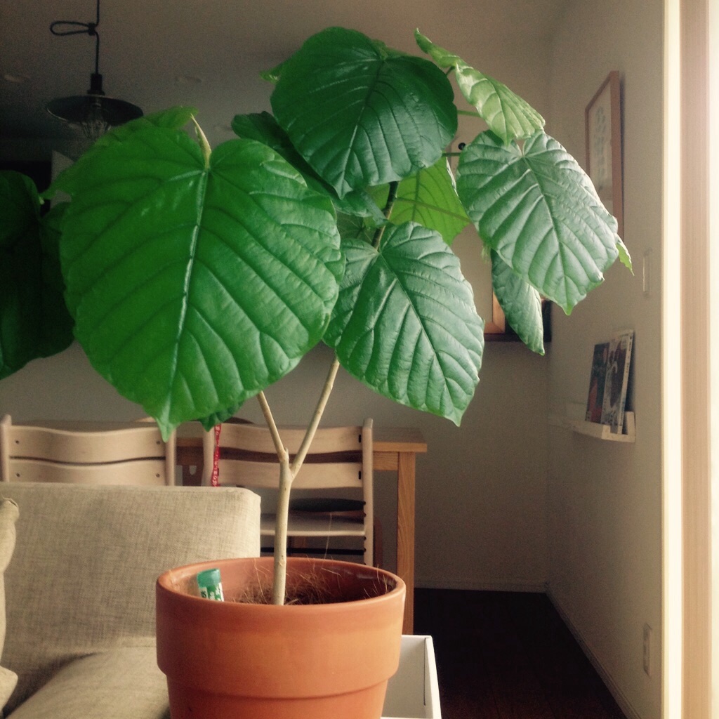 f:id:m-garden-life:20160824143727j:image f:id:m-garden-life:20160824143727j:image