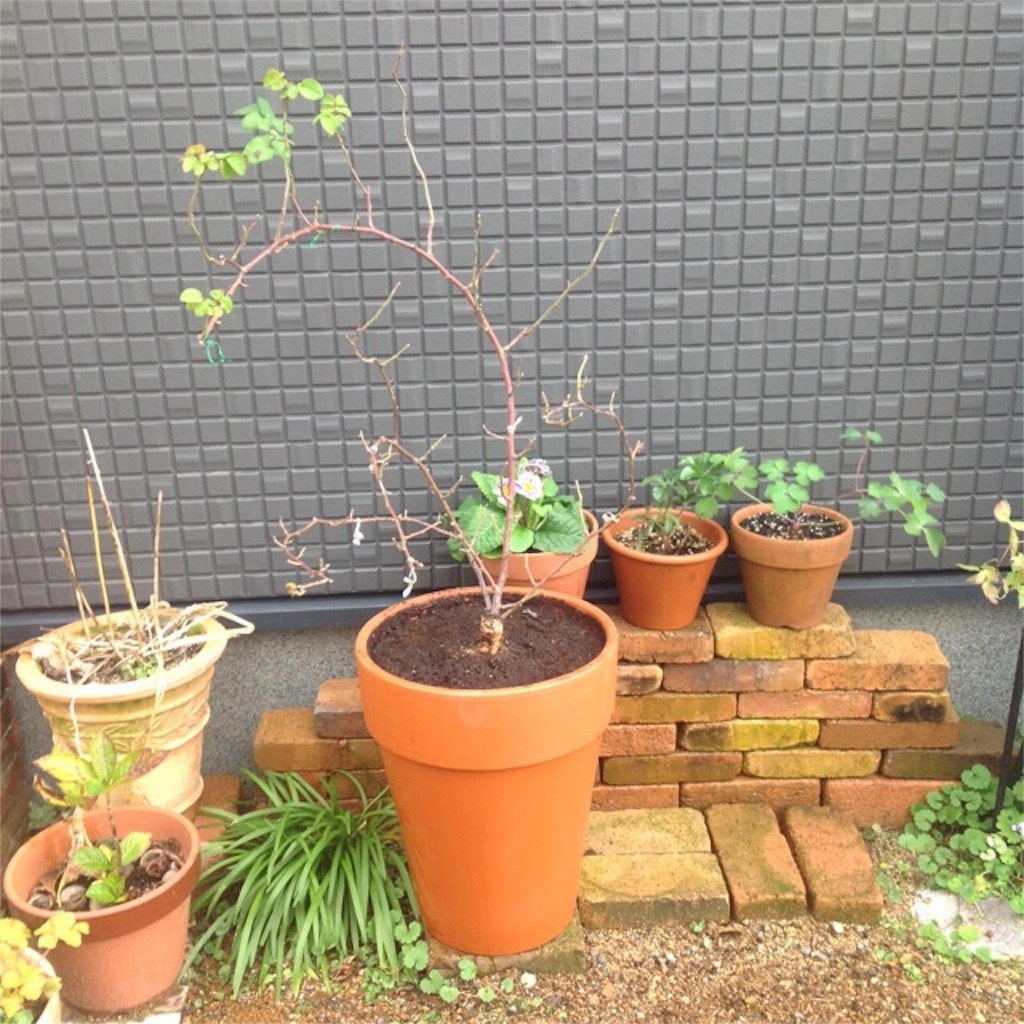f:id:m-garden-life:20161214155919j:image f:id:m-garden-life:20161214155919j:image
