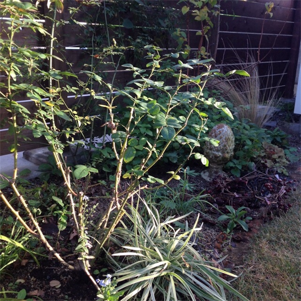 f:id:m-garden-life:20161214160515j:image f:id:m-garden-life:20161214160515j:image