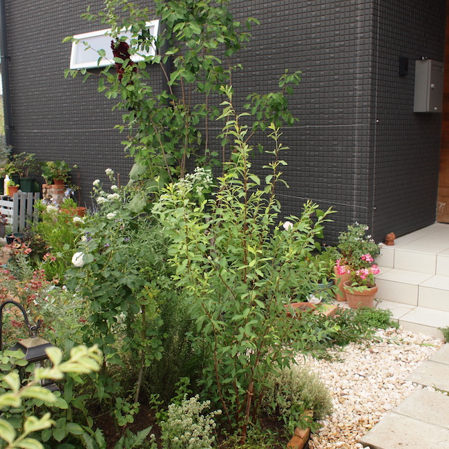 f:id:m-garden-life:20170623163354j:plain f:id:m-garden-life:20170623163354j:plain