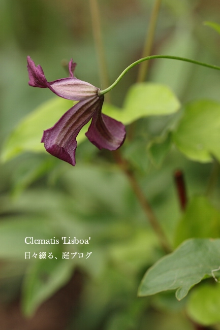 f:id:m-garden-life:20170623170016j:plain f:id:m-garden-life:20170623170016j:plain
