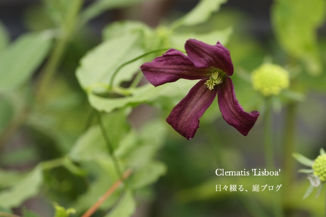 f:id:m-garden-life:20170623170127j:plain f:id:m-garden-life:20170623170127j:plain