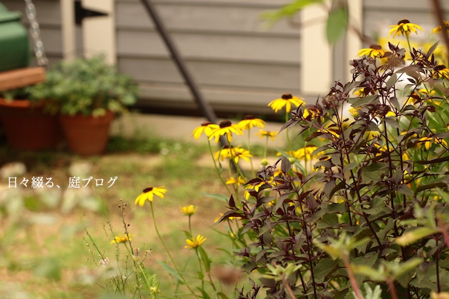 梅雨があけた庭 ルドベキア 日々綴る 庭ブログ