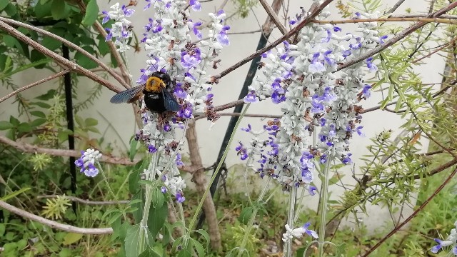 f:id:m-garden-life:20190613050129j:image f:id:m-garden-life:20190613050129j:image
