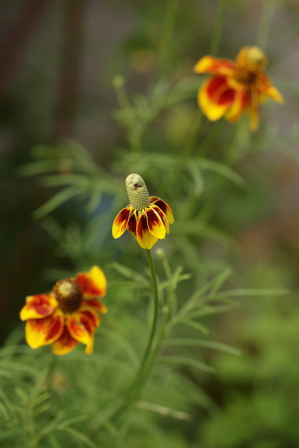 f:id:m-garden-life:20190614083318j:plain f:id:m-garden-life:20190614083318j:plain