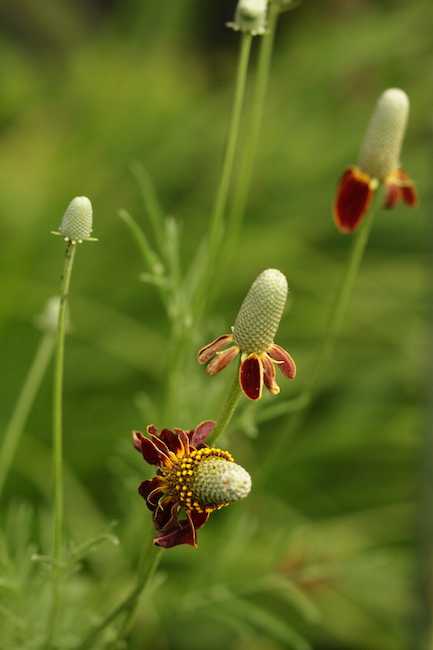 f:id:m-garden-life:20190614083343j:plain f:id:m-garden-life:20190614083343j:plain