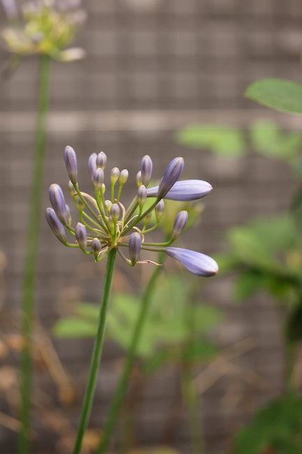 f:id:m-garden-life:20190614083738j:plain f:id:m-garden-life:20190614083738j:plain