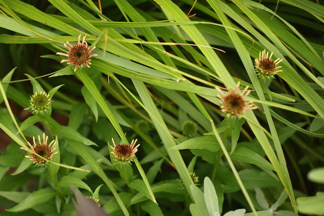 f:id:m-garden-life:20190614084805j:plain f:id:m-garden-life:20190614084805j:plain