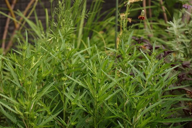 f:id:m-garden-life:20190614084946j:plain f:id:m-garden-life:20190614084946j:plain
