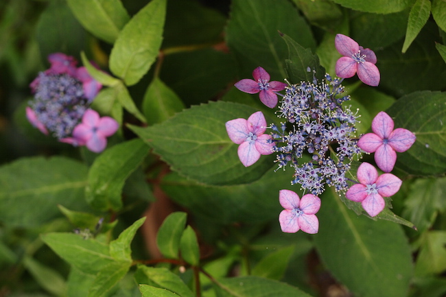 f:id:m-garden-life:20190614085941j:plain f:id:m-garden-life:20190614085941j:plain