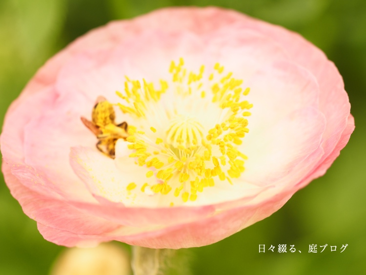 f:id:m-garden-life:20200530190809j:plain f:id:m-garden-life:20200530190809j:plain