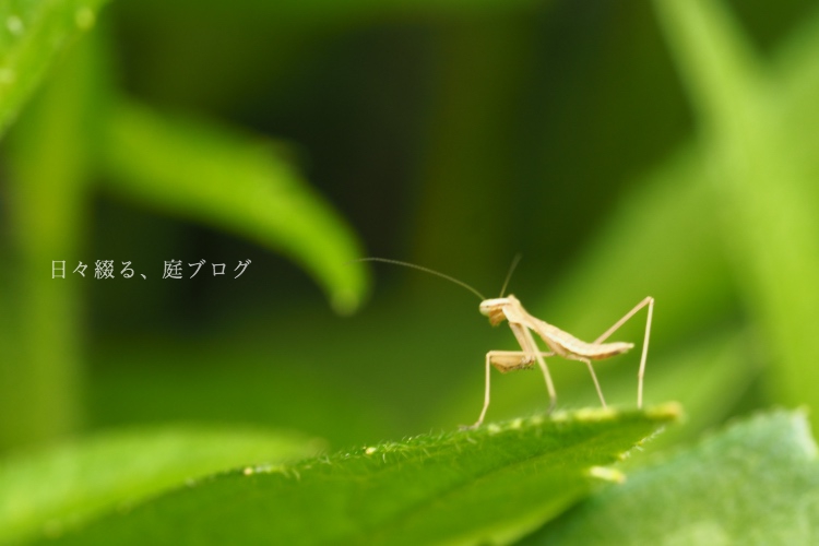 f:id:m-garden-life:20200530190823j:plain f:id:m-garden-life:20200530190823j:plain