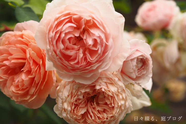 f:id:m-garden-life:20200530190846j:plain f:id:m-garden-life:20200530190846j:plain