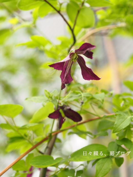 f:id:m-garden-life:20200530190917j:plain f:id:m-garden-life:20200530190917j:plain