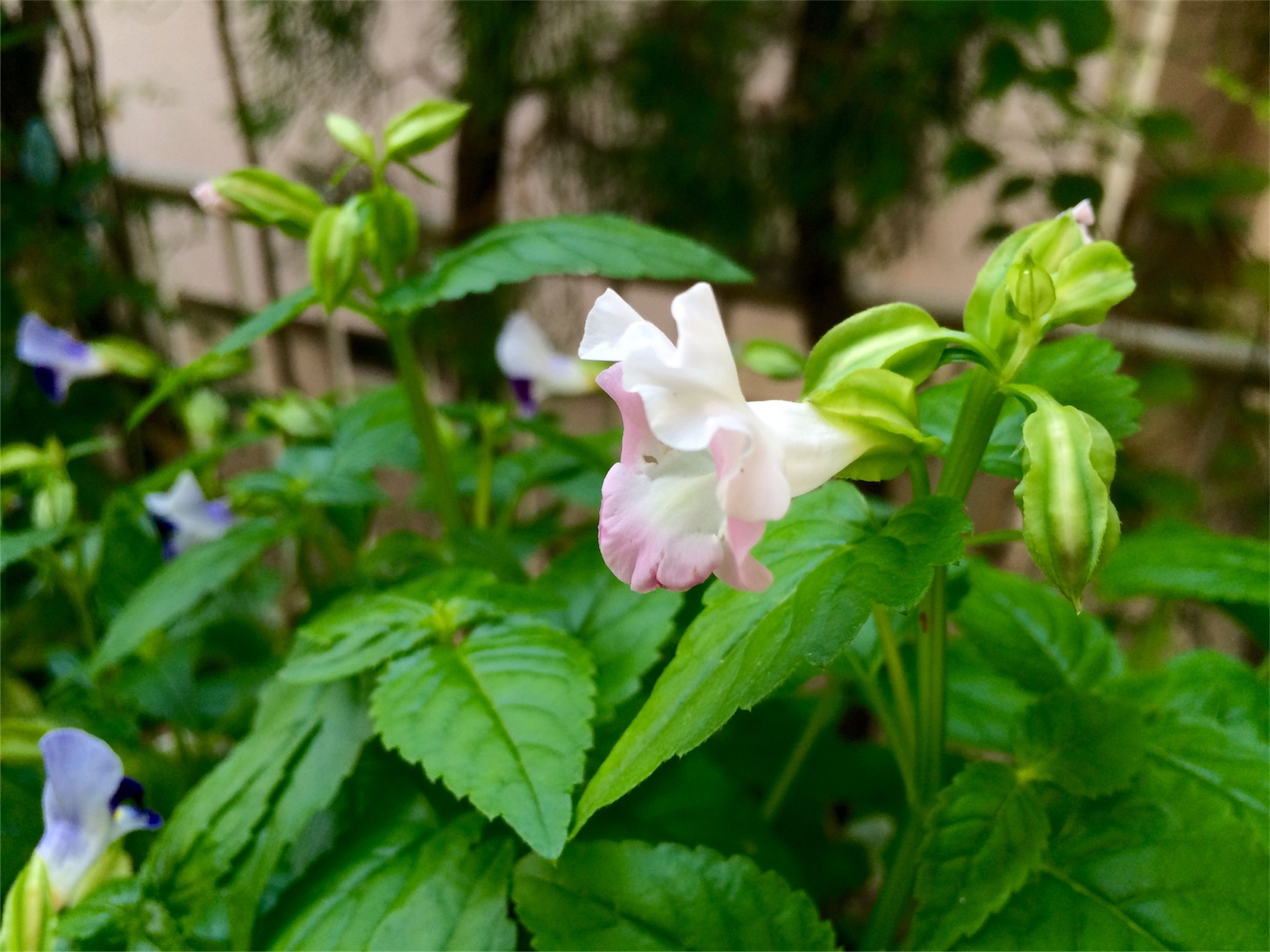 f:id:m-hatch:20160816135505j:image f:id:m-hatch:20160816135505j:image