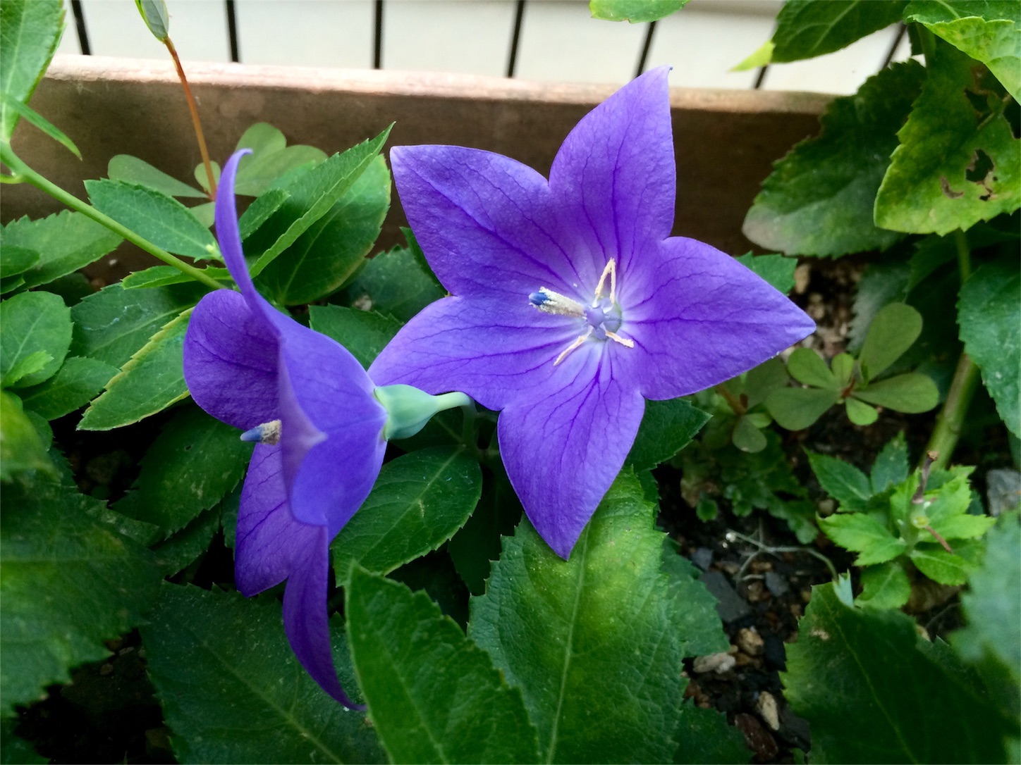 f:id:m-hatch:20160816135532j:image f:id:m-hatch:20160816135532j:image