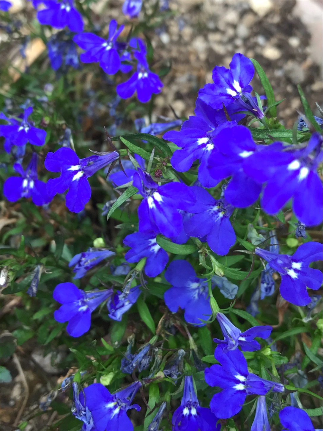 f:id:m-hatch:20170625202427j:image f:id:m-hatch:20170625202427j:image
