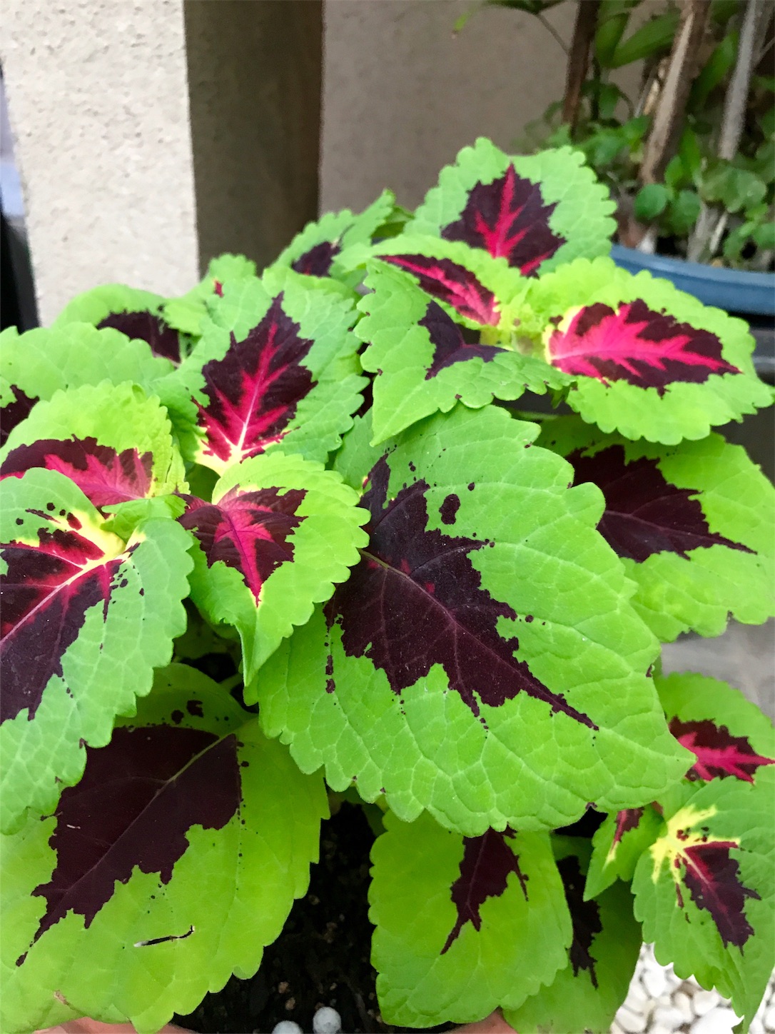 f:id:m-hatch:20170625202830j:image f:id:m-hatch:20170625202830j:image