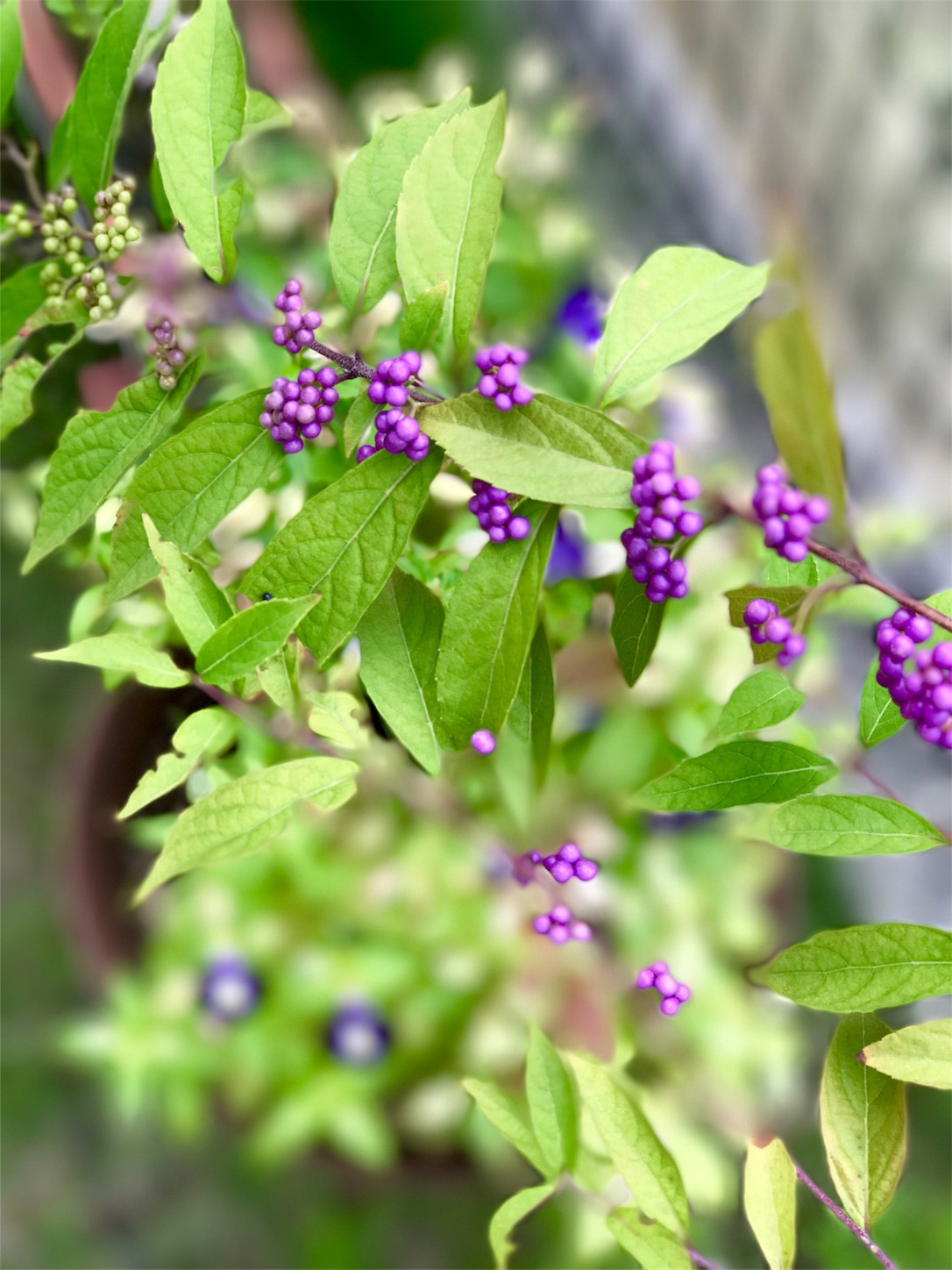 f:id:m-hatch:20170912232655j:image