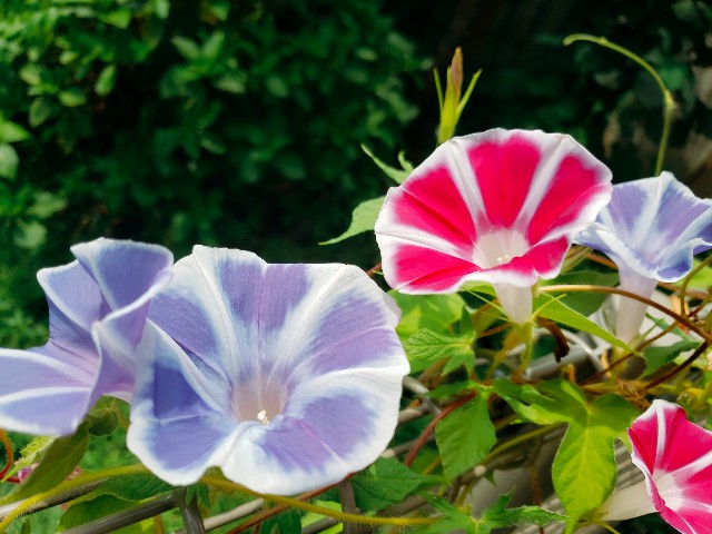 f:id:m-himemiko-rainbowmaterial9999:20210811113438j:image