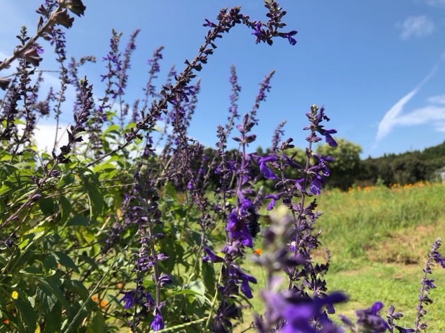 f:id:m-ima:20180919191255j:plain f:id:m-ima:20180919191255j:plain